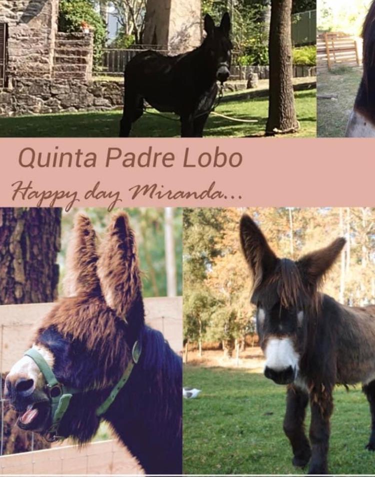 Penzion Quinta Padre Lobo Santa Maria da Feira Exteriér fotografie